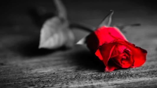 知网检测一次多少钱？