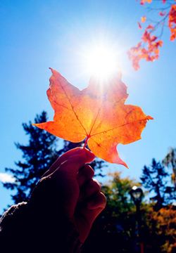 免费维普查重入口在哪里可以找到?